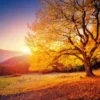Stunning Sunset View & Autumn Tree Print 100% Australian Made - Image 2