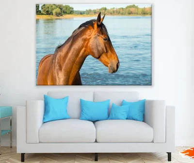 Horse in Water Closeup Photograph Print 100% Australian Made