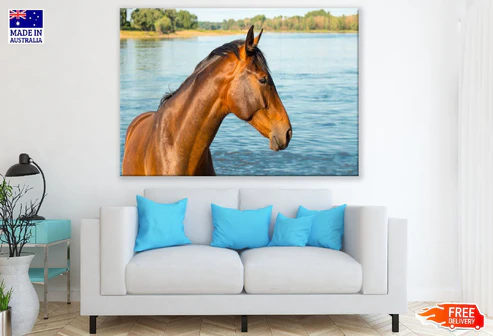 Horse in Water Closeup Photograph Print 100% Australian Made