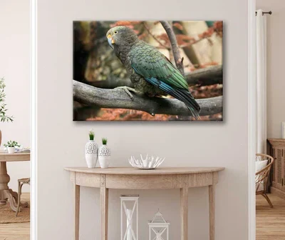 Bella Home Kea Nestor Notabilis Wildlife Animal Print Canvas Ready to hang