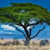 Group of Elephants Big Green Tree Photograph Print 100% Australian Made - Image 3