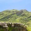Flock Of Sheep Standing on Knoll With New Zealand Acrylic Glass Print Tempered Glass Wall Art 100% Made in Australia Ready to Hang - Image 5