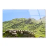 Flock Of Sheep Standing on Knoll With New Zealand Acrylic Glass Print Tempered Glass Wall Art 100% Made in Australia Ready to Hang - Image 4