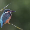 Kingfisher on a Tree Branch Print 100% Australian Made - Image 2