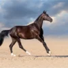 Bella Home Horse Running With Cloud Sky Print Canvas Ready to hang - Image 3