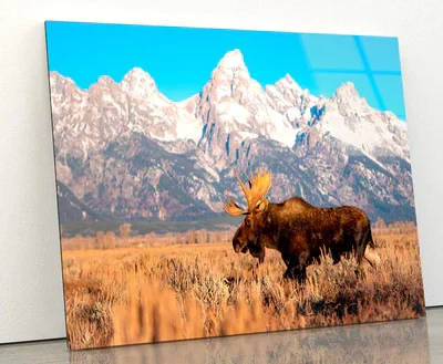 Bull Moose in Mountain Sky Acrylic Glass Print Tempered Glass Wall Art 100% Made in Australia Ready to Hang