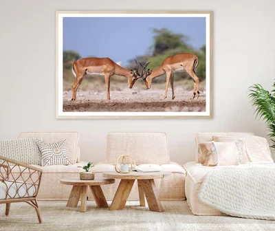 Two Fighting Male Impala Antelopes Home Decor Premium Quality Poster Print Choose Your Sizes