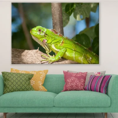 Green Iguana on Tree Branch Photograph Print 100% Australian Made