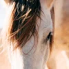 Close Up of a Horse's Head with A Sky Background Acrylic Glass Print Tempered Glass Wall Art 100% Made in Australia Ready to Hang - Image 5
