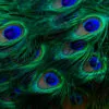Close Up of a Peacock's Feathers with Blue Eyes Home Decor Premium Quality Poster Print Choose Your Sizes - Image 4