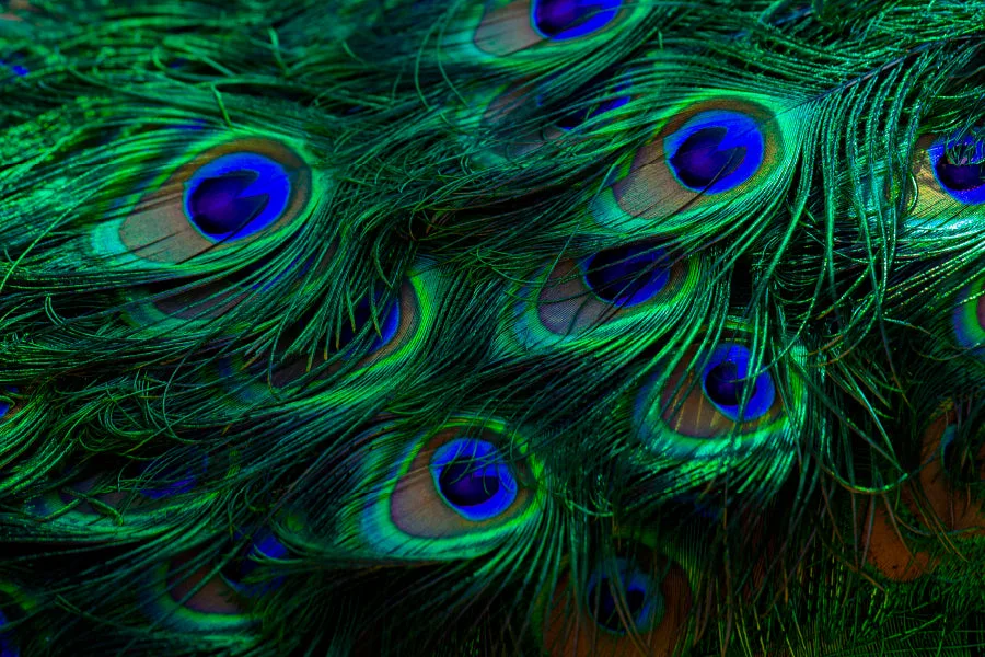 Close Up of a Peacock's Feathers with Blue Eyes Home Decor Premium Quality Poster Print Choose Your Sizes - Image 4