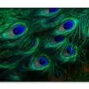 Close Up of a Peacock's Feathers with Blue Eyes Home Decor Premium Quality Poster Print Choose Your Sizes - Image 3