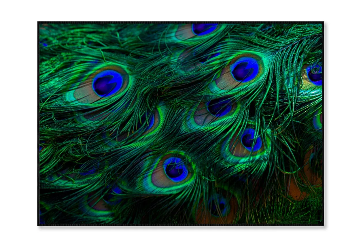 Close Up of a Peacock's Feathers with Blue Eyes Home Decor Premium Quality Poster Print Choose Your Sizes - Image 3
