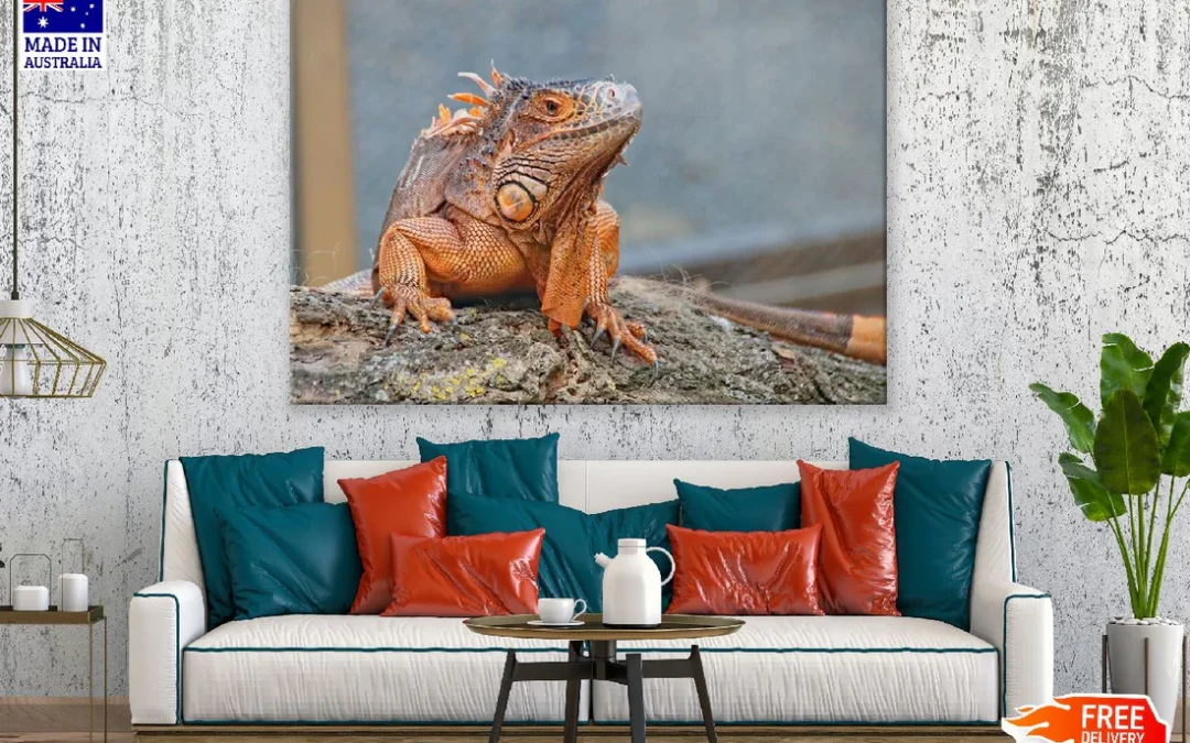 Iguana Reptiles Closeup Photograph Print 100% Australian