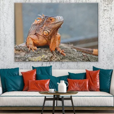 Iguana Reptiles Closeup Photograph Print 100% Australian