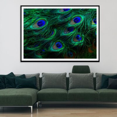 Close Up of a Peacock's Feathers with Blue Eyes Home Decor Premium Quality Poster Print Choose Your Sizes