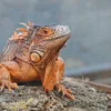 Iguana Reptiles Closeup Photograph Print 100% Australian Made - Image 3
