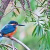 Kingfisher Bird on Tree Branch Photograph Print 100% Australian Made - Image 3