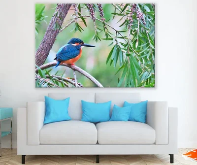 Kingfisher Bird on Tree Branch Photograph Print 100% Australian Made