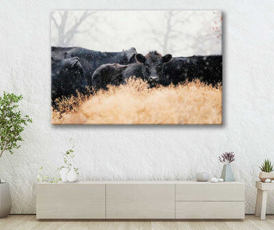 Bella Home Black Calves with Cows in Winter Print Canvas Ready to hang
