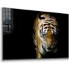 Tiger on Dark View Print Tempered Glass Wall Art 100% Made in Australia Ready to Hang - Image 4