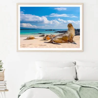 Sea Lions on Sea Shore Photograph Home Decor Premium Quality Poster Print Choose Your Sizes