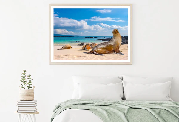 Sea Lions on Sea Shore Photograph Home Decor Premium Quality Poster Print Choose Your Sizes