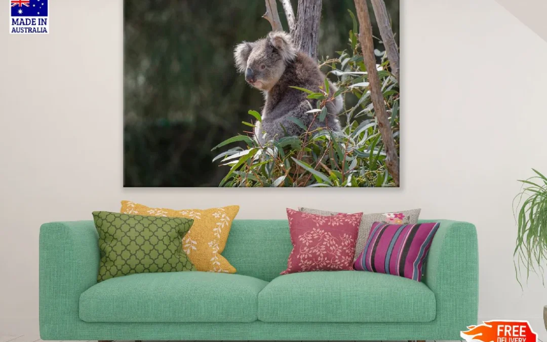 Koala Bear on Tree Closeup Photograph Print 100% Australian Made