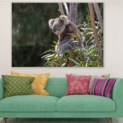 Koala Bear on Tree Closeup Photograph Print 100% Australian Made