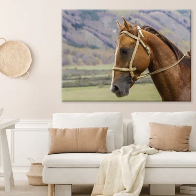 Horse Face & Mountain View Photograph Print 100% Australian Made