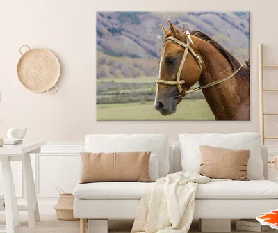 Horse Face & Mountain View Photograph Print 100% Australian Made