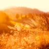 Field In the Sunlight Wall Art Decor 100% Australian Made - Image 3
