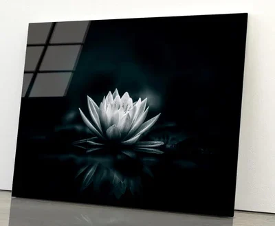 White Flower Is Sitting on A Black Surface Acrylic Glass Print Tempered Glass Wall Art 100% Made in Australia Ready to Hang