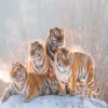 Siberian Tiger & Winter Wall Art Decor 100% Australian Made - Image 3