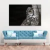 Great Horned Owl Dark Background Acrylic Glass Print Tempered Glass Wall Art 100% Made in Australia Ready to Hang - Image 2