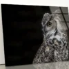 Great Horned Owl Dark Background Acrylic Glass Print Tempered Glass Wall Art 100% Made in Australia Ready to Hang