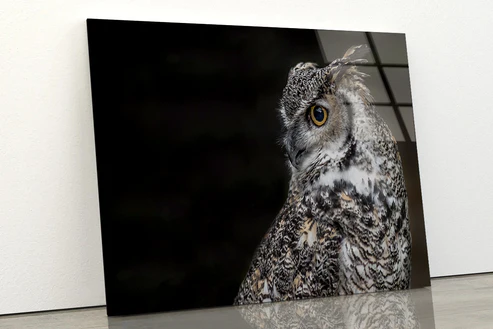Great Horned Owl Dark Background Acrylic Glass Print Tempered Glass Wall Art 100% Made in Australia Read