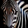 Wild Zebra in Black Background Home Decor Premium Quality Poster Print Choose Your Sizes - Image 4