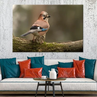 Eurasian Jay Bird Closeup View Photograph Print 100% Australian Made