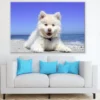 White Husky Puppy Closeup Photograph Print 100% Australian Made