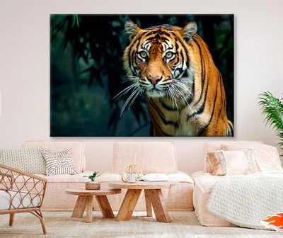 Proud Sumatran Tiger Prowling Towards Wall Art Decor 100% Australian Made