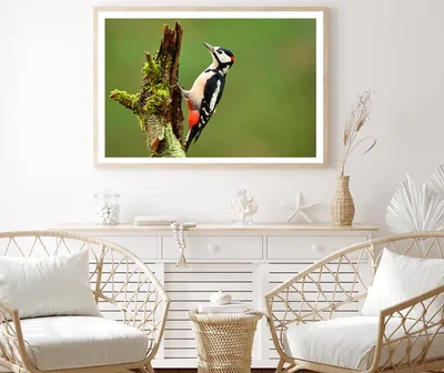 Great Spotted Woodpecker Home Decor Premium Quality Poster Print Choose Your Sizes