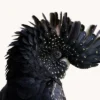 Black Cockatoo Bird Closeup View Photograph Home Decor Premium Quality Poster Print Choose Your Sizes - Image 3