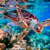 Turtle Swimming in The Ocean with Fish Acrylic Glass Print Tempered Glass Wall Art 100% Made in Australia Ready to Hang - Image 5