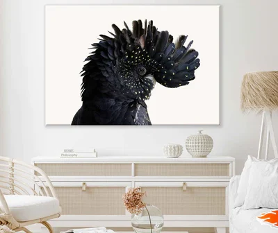 Black Cockatoo Bird Closeup View Photograph Print 100% Australian Made