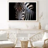 Wild Zebra in Black Background Home Decor Premium Quality Poster Print Choose Your Sizes