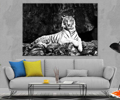 Tiger on Tree Branch B&W View Photograph Print 100% Australian Made