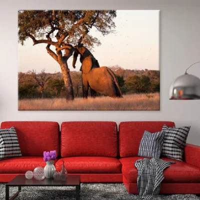 Elephant Push Marula Tree View Photograph Print 100% Australian Made
