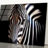 Wild Zebra in Black Background Acrylic Glass Print Tempered Glass Wall Art 100% Made in Australia Ready to Hang