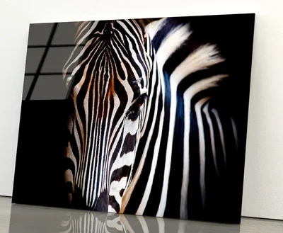 Wild Zebra in Black Background Acrylic Glass Print Tempered Glass Wall Art 100% Made in Australia Ready to Hang